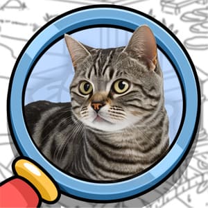 找出答案：哎呀猫